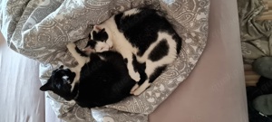 Die zwei Katzenschwestern Dori und Poppy suchen ein neues Zuhause