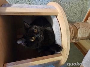 zwei liebe katzenmädchen suchen ein liebevolles Zuhause auf Lebenszeit 