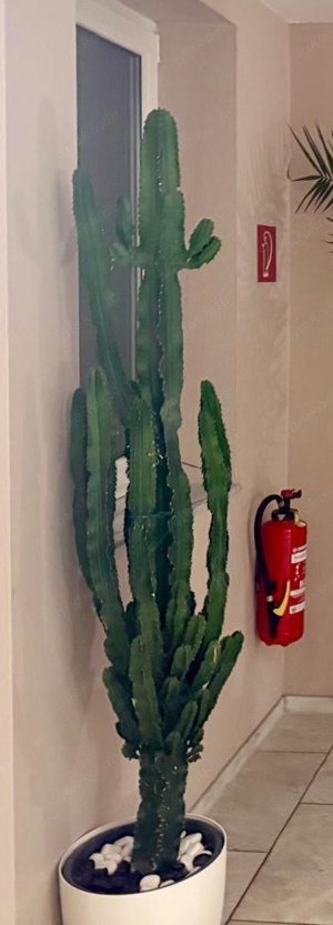 2 x Kaktus, Kakteen, 4-kantige Wolfsmilch, Euphorbia, Westernkaktus