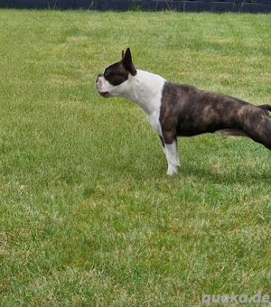 Boston Terrier Rüde