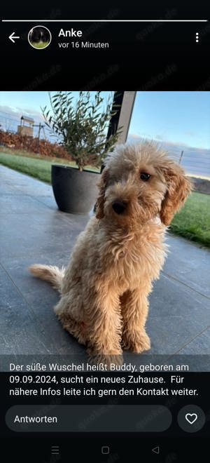 Maltipoo Welpen 