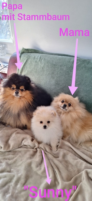 "SUNNY" Pomeranien Zwergspitz Welpin 3 Monate 