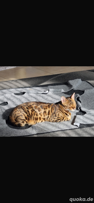 Bengalkater mit Stammbaum