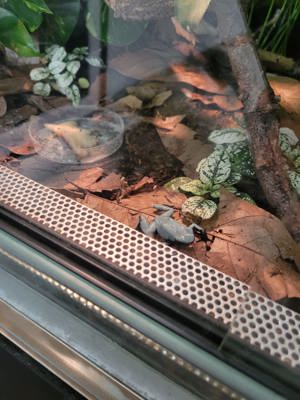 Pfeilgiftfrosch - Dendrobates Auratus Blau