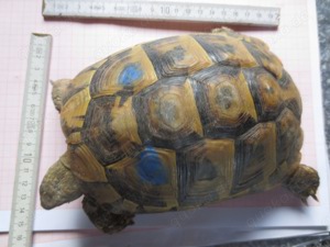 griechische landchildkröten weibchen