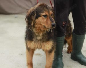 Neelix wartet schon so lange Bild 5