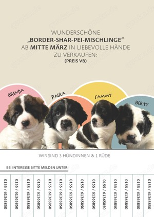 Wunderschöne Border-Shar-Pei-Mischlinge zu verkaufen 
