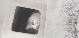 Neva Masquarade  katze