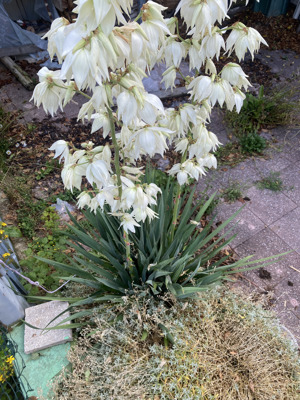 Blumen mit Wurzeln für Draußen