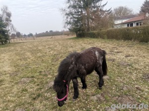 Suche dringend ein beisteller 