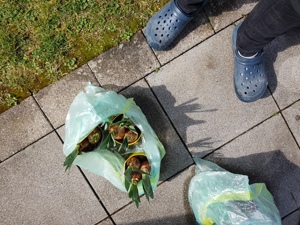Bioerdbeerpflanzen und Osterglocken alle im Topf