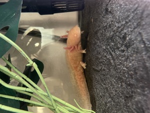 Axolotl Nachwuchs 