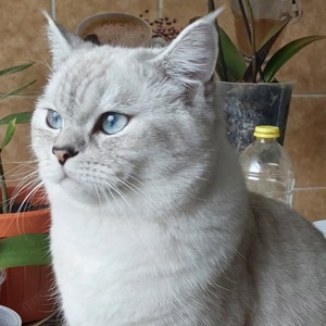 Bkh deckkater  Bild 2