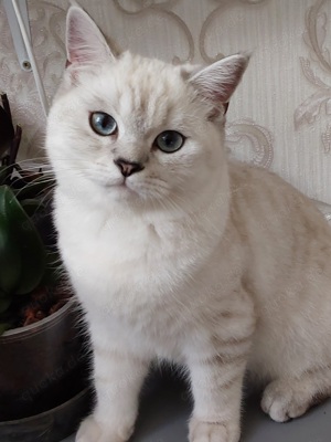 Bkh deckkater  Bild 3