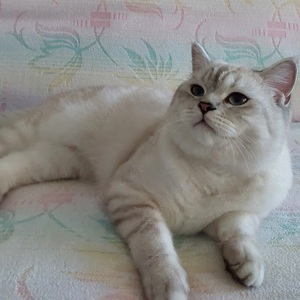 Bkh deckkater  Bild 4