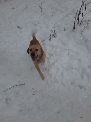 ARNIE - Liebevoller Labrador-Mix sucht ein Zuhause
