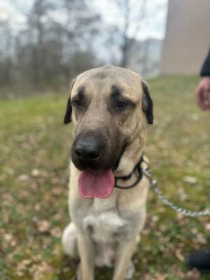 Aslan sucht dringend ein neues Zuhause 