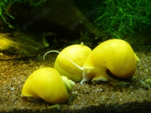 Gelbe Schnecken ,für Axolotl Becken geeignet.