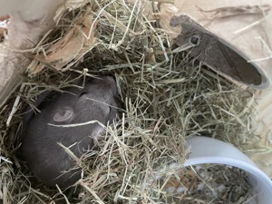 Rennmaus Männchen gesucht 