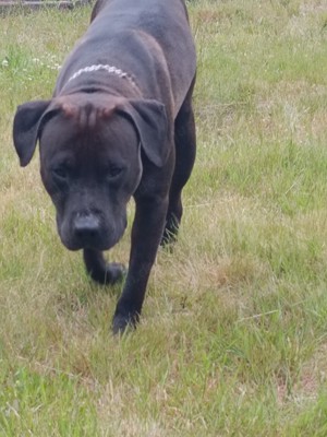 Suchen American Bully XL oder xxl 700 Euro