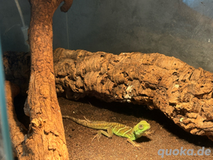 Grüne Wasseragame