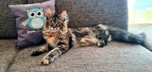 Traumhafte Maine-Coon-Katze