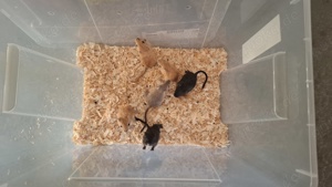 Gerbil, Rennmäuse, Renner Bild 6