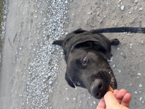 Hundewelpen zu verkaufen