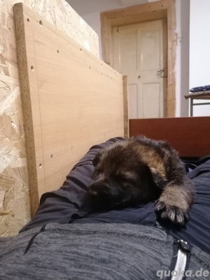 Deutsche Schäferhund Welpen reinrassig