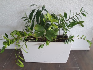 Lechuza Topf Cararo, weiß mit Rollen, komplett mit Planzen und Lechuza Granulat