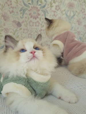 Ragdoll Kitten mit WCF Stammbaum aus Champion Verpaarung Bild 5