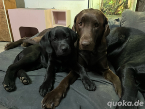 Labrador Retriver Welpe