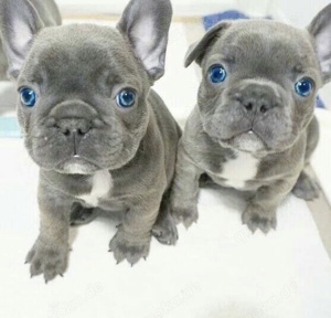 Süßer Französische Bulldoggen, Welpen mit AT