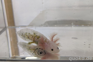 Ich suche Axolotl Mosaik Baby zum reservieren 