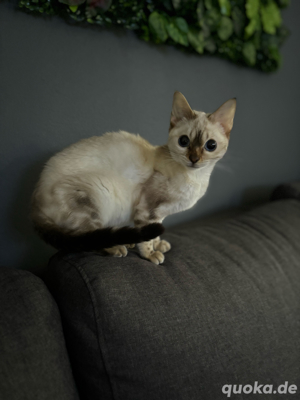 Bengal Snow marbled