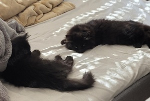 Ragdoll-Waldkatze Kitten schwarz (m+w)