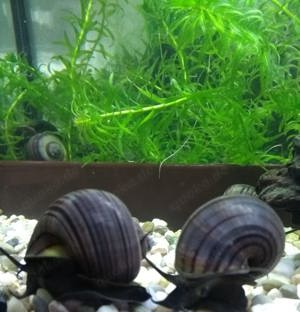 Apfelschnecken Einzigartige und farbenfrohe Wasserschnecken für Ihr Aquarium!