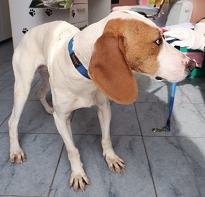 Aktiver Bracken Mischlingsrüde Pongo sucht seine Familie Bild 5