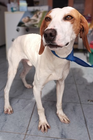 Aktiver Bracken Mischlingsrüde Pongo sucht seine Familie Bild 2