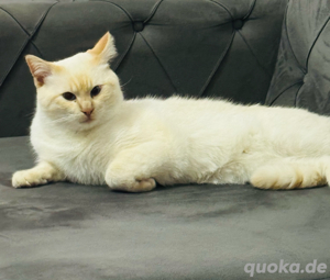 Heilige Birma Kater