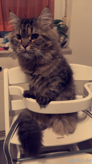 Perserkater sucht dringend neues zuhause 