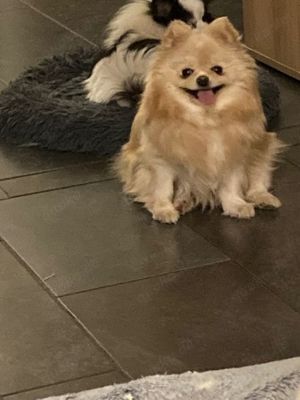 Verschmuste ältere Pomeranian Hündinnen suchen ihr Traumzuhause ab 250. Euro Schutzgebühr