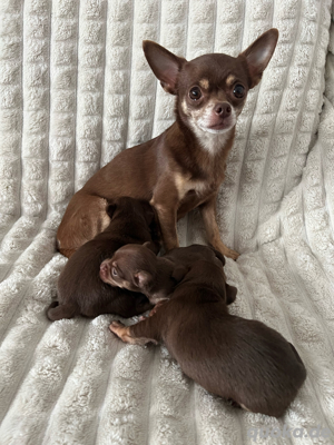   Chihuahua Welpen in Schoko-Tan aus liebevoller Hobbyzucht  