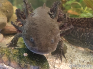 Axolotl 