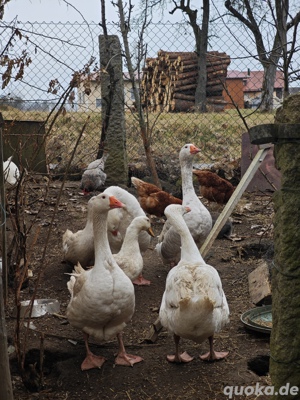 Gänze 
