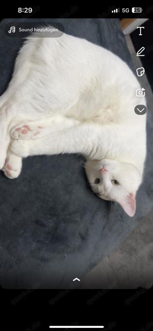 Deckkater   Türkisch Van & Heilige Birma Mix sucht Katzendame