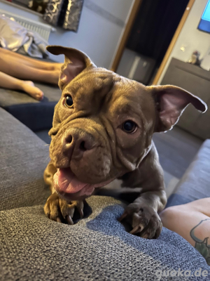 Exotic Bully 