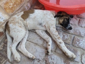 Lilli, geb. ca. 03 2023, lebt in GRIECHENLAND, auf einer privaten Pflegestelle Bild 2