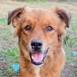 April, geb. ca. 06 2021, lebt in GRIECHENLAND, im städt. Tierheim Serres 