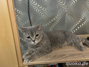 BKH Katze zu Verkaufen